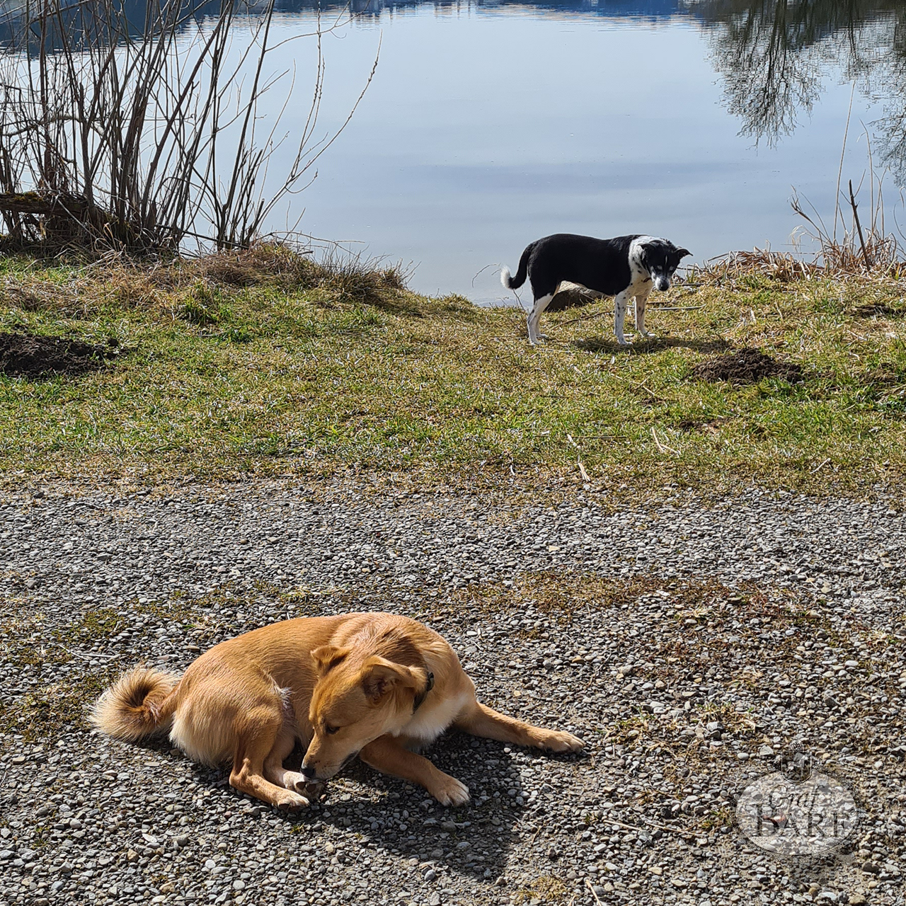 Zwei Hunde am Seeufer