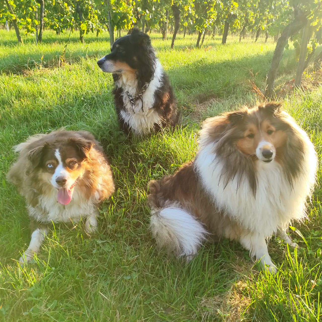 Drei Hunde sitzen im Schatten auf einer Wiese