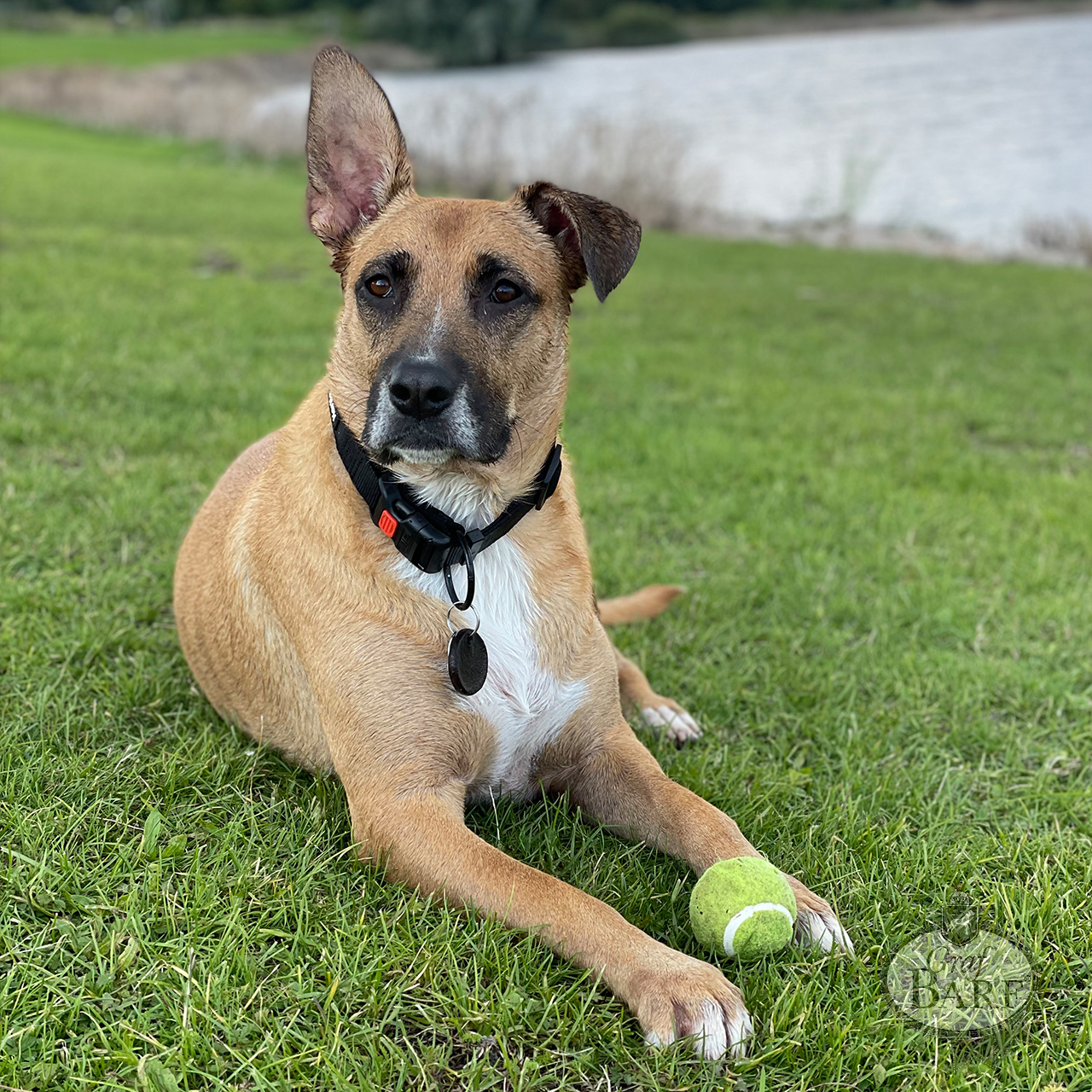 Hund mit Tennisball